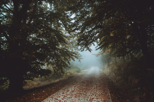 Pathway in the foggy Jugatxi Beech in Alava Spain