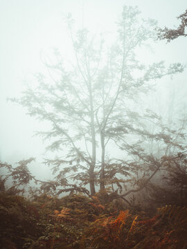 Foggy Jugatxi Beech in Alava Spain