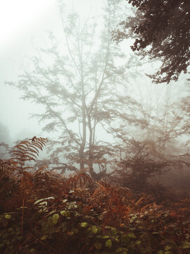 Foggy Jugatxi Beech in Alava Spain
