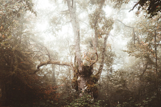 Foggy Jugatxi Beech in Alava Spain