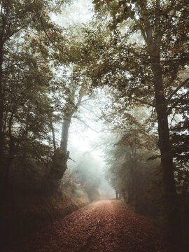 Pathway in the foggy Jugatxi Beech in Alava Spain