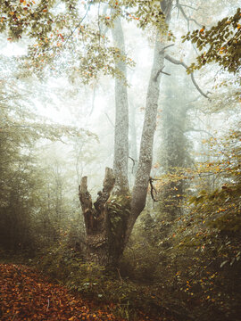 Foggy Jugatxi Beech in Alava Spain