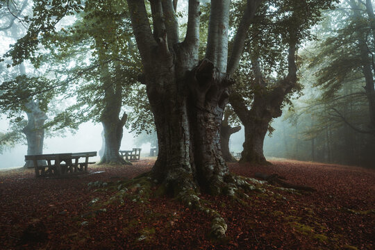 Foggy Jugatxi Beech in Alava Spain