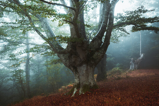 Foggy Jugatxi Beech in Alava Spain
