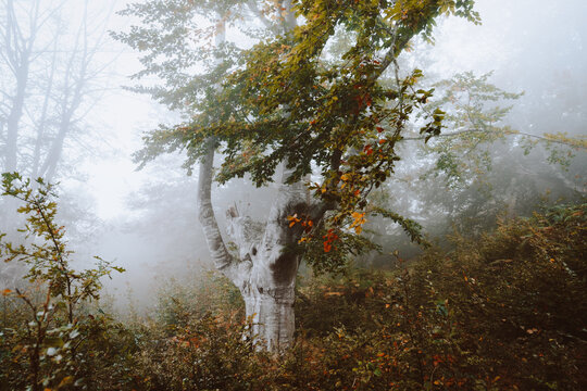 Foggy Jugatxi Beech in Alava Spain