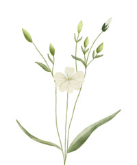 Meadow flower illustration. Rustic style. Boho style. Botanical art in vintage style.