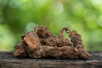 Smilax cerbularia subsp. corbularia woods on nature background.
