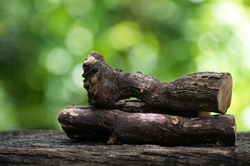 Trigonostemon reidioides (Kurz) Craib  woods on nature background.