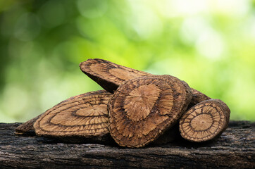Dried Ficus foveolata Wall woods on nature background.
