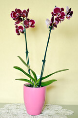 purple phalaenopsis orchid in bloom