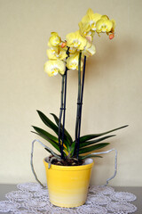 yellow phalaenopsis orchid in bloom