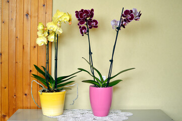 yellow and purple phalaenopsis orchid in bloom