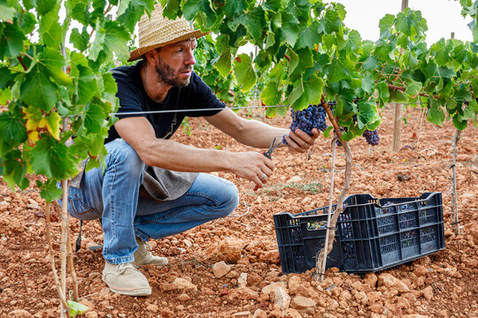 Crop man harvesting grapes on farm