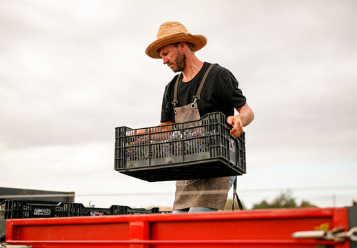 Male farmer loading truck with grapes