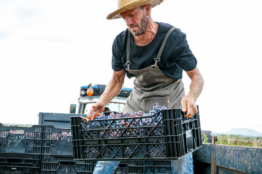 Male farmer loading truck with grapes