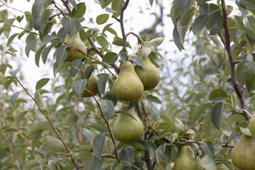 木になっている洋ナシ（オーロラ）