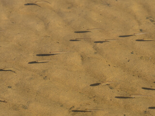 Small fish in a transparent background against the background of a sandy bottom in Lake Ladoga in the Republic of Karelia, northwest Russia