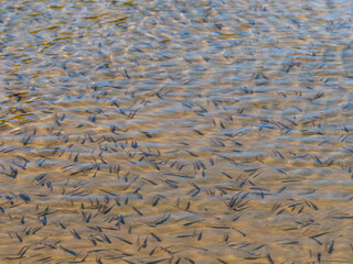 Small fish in a transparent background against the background of a sandy bottom in Lake Ladoga in the Republic of Karelia, northwest Russia