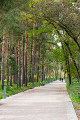 Walking along the alley among the mixed trees in the park of Almaty