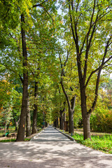 Fototapeta na wymiar Beautiful oak alley in the botanical garden of Almaty