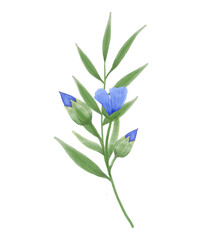 Blue flowers watercolor flax illustration.