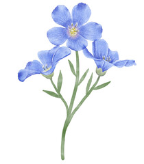 Fototapeta na wymiar Blue flowers watercolor flax illustration.