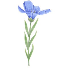 Blue flowers watercolor flax illustration.