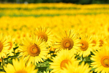 夏向日葵 © 生駒 英之