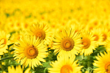 夏向日葵 © 生駒 英之