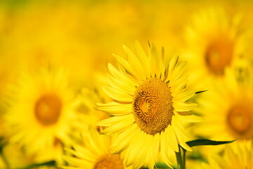 夏向日葵 © 生駒 英之