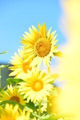 夏向日葵 © 生駒 英之