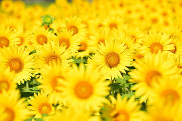 夏向日葵 © 生駒 英之