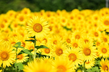 Fototapeta premium 夏向日葵