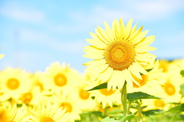 夏向日葵 © 生駒 英之