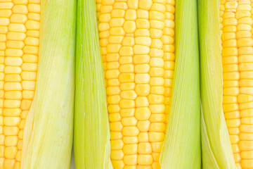 Close up of fresh yellow corn seeds