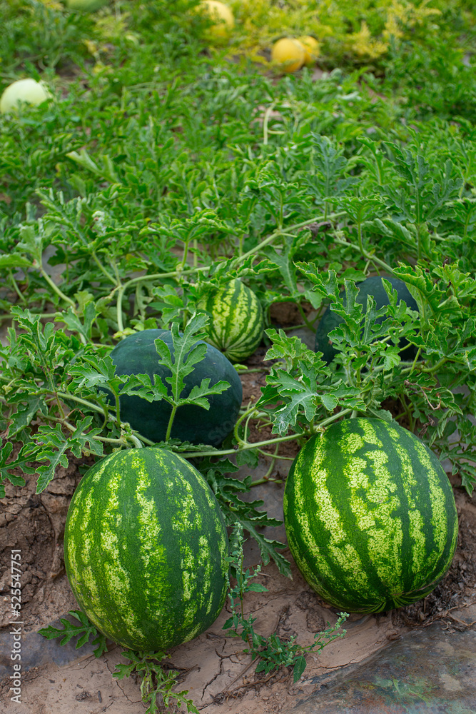 Poster Growing watermelons. Water melon field. Farming concept.