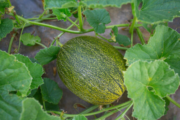 Growing melons. Melon field.