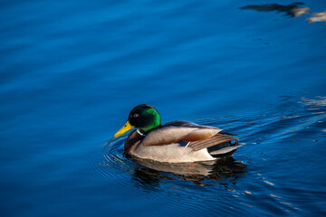 Fototapeta premium Nice spring birds ducks in lake water with reflections at sunny evening light, wild life and nature