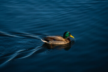 Nice spring birds ducks in lake water with reflections at sunny evening light, wild life and nature