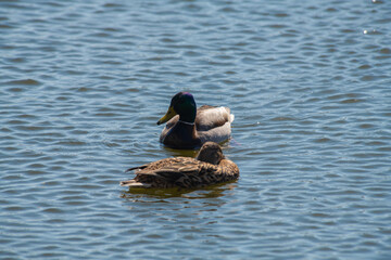 Nice spring birds ducks in lake water with reflections at sunny evening light, wild life and nature