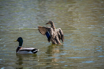 Nice spring birds ducks in lake water with reflections at sunny evening light, wild life and nature