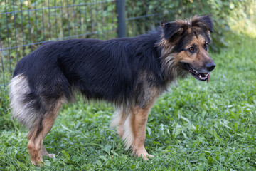 Psy rasy Owczarek fotografia wykonana w Polsce w prywatnej hodowli