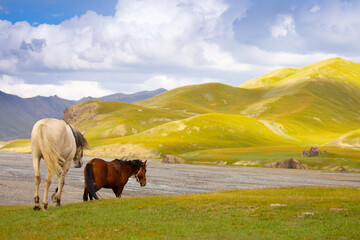 Horses gallop over mountains and hills. A herd of horses grazes in the autumn meadow. Livestock...