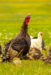 Turkeys walk on the grass in a green meadow in a pasture. Animal husbandry and agriculture in the mountains.