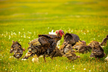 Turkeys walk on the grass in a green meadow in a pasture. Animal husbandry and agriculture in the mountains.