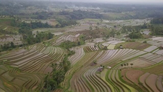 Aerial view of rice terrace in Bali