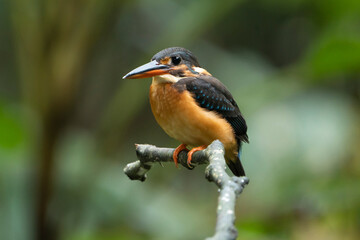 Blue banded kingfisher female