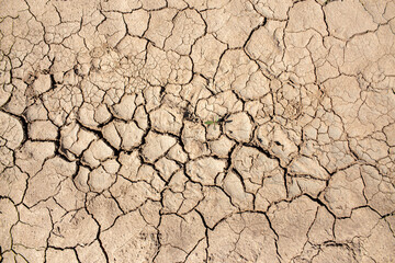 Dry and hot summers dry, cracked soil, ground on the field with some small, green plants. The texture of the earth during drought. View from the top.