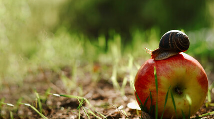 Snail on an apple, nature background. Wonderful nature. Organic food. Copyspace
