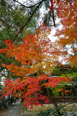 日本楓の紅葉